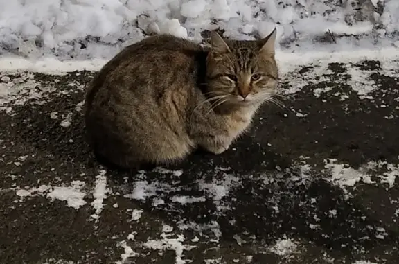 Найдена кошка: аллея Котельникова, 6 к1