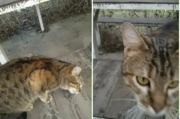 Кошка найдена: Сахарова, 2А к4, Российский