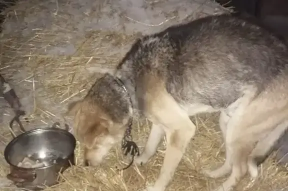 Найдена собака в Новопышминском