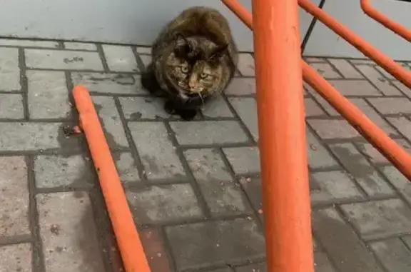Найдена кошка, пл. Карла Маркса, Ростов