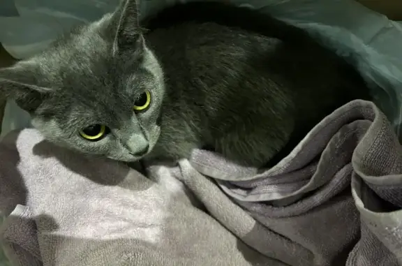 Найдена кошка на Билецкого 5, Сургут