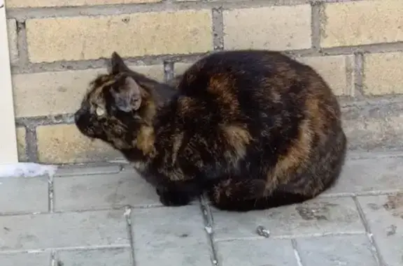 Найдена кошка: Жукова/50 лет Магнитки
