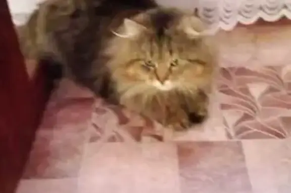 Пропала кошка: серый Кот, ул. Красный Горняк