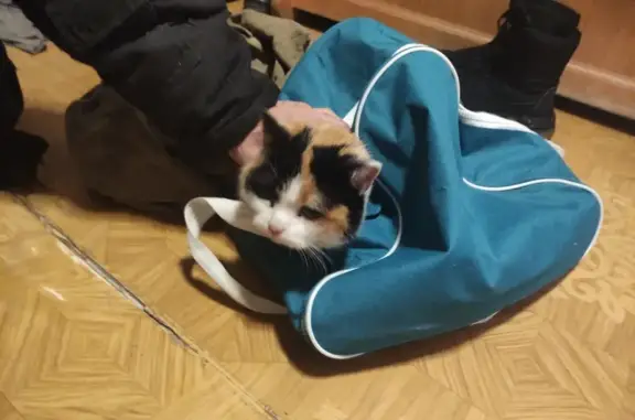 Трехцветная кошка найдена, Миномётчиков, 58