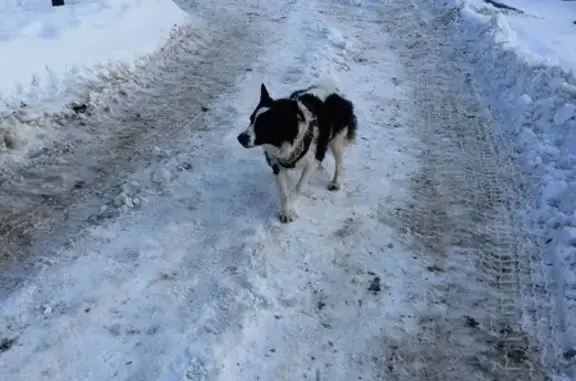 Найдена собака у ст. Солнечная, Москва