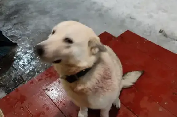 Найдена собака в Платоновке