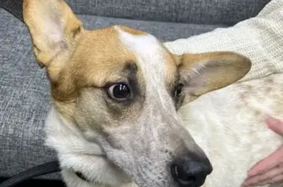 Найдена собака у метро Юго-Западная