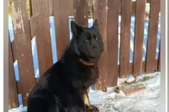 Найдена собака в Тетеево, Серебряно-Прудский