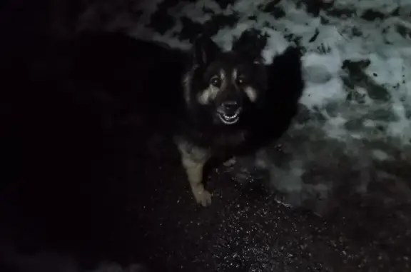 Найдена собака: Дзержинского, 135