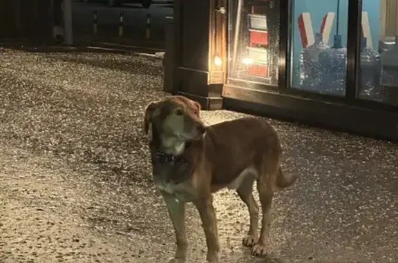Найдена собака на пр-те Ленина, Новор.