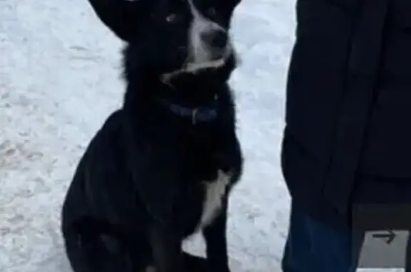 Найдена собака: Печникова, 389, Омск