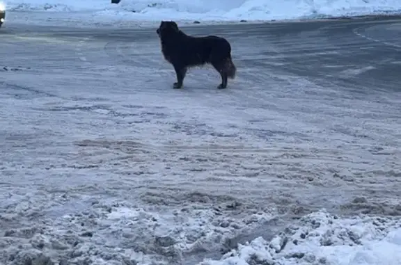 Найдена собака на ул. Пушкина, 2А