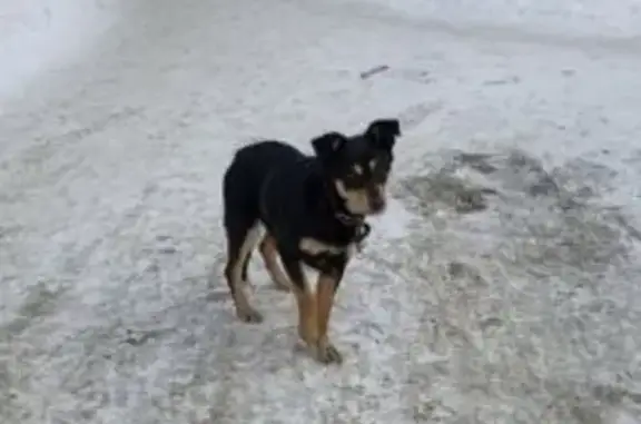 Найдена собака: ул. Печникова, 389, Омск