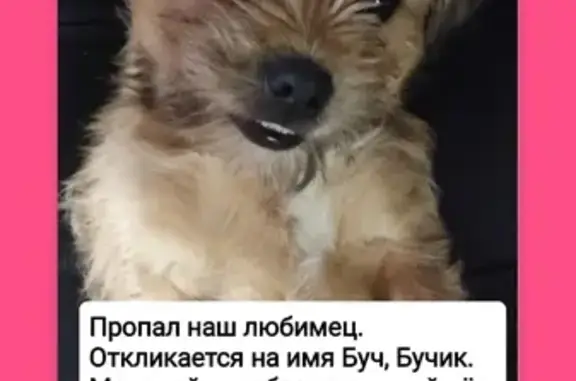 Пропала собака в Таганроге, Ростовская