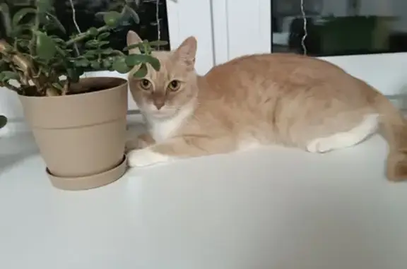 Объявления о пропавших и найденных животных, Ростов, фото: Пропала кошка Майя, Декабристов, 58