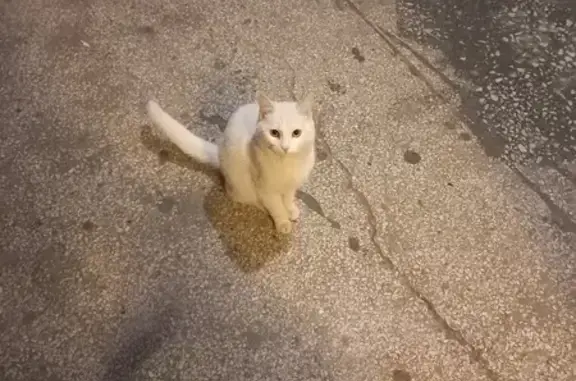 Найдена кошка: Ленинского Комс., 50