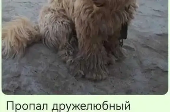 Пропала собака: Суворова, 8, Казань