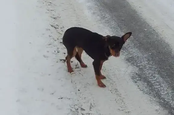 Найден щенок у Каменки, Свердловск