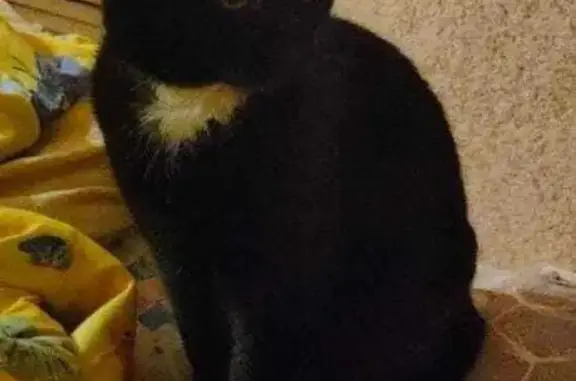 Потерянные животные Северный, фото: Пропала кошка: Луговая ул., Северный