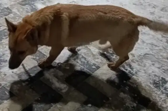 Найден рыжий пес, ул. Гафури, Уфа
