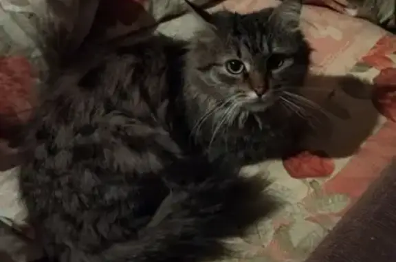 Найдена кошка: Краснодонская, 34