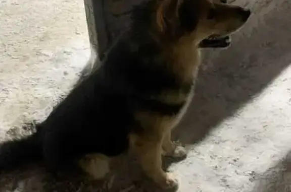 Найдена собака на Клязьме, Пушкино