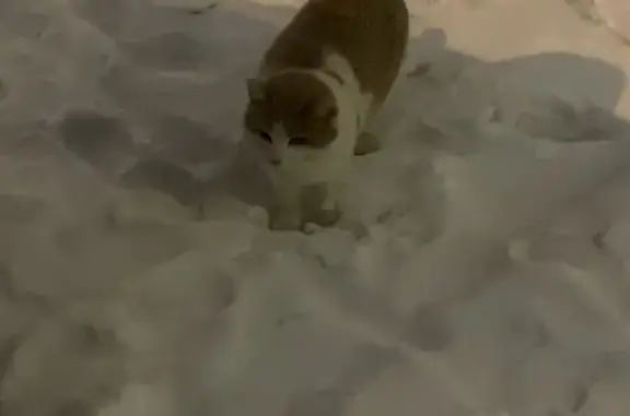 Найден кот: ул. Сураева-Королёва
