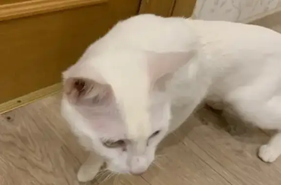 Найден белый кот: пр. Славы, 2 к1