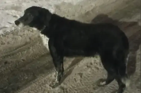 Чёрная собака найдена: Коломяги, 23