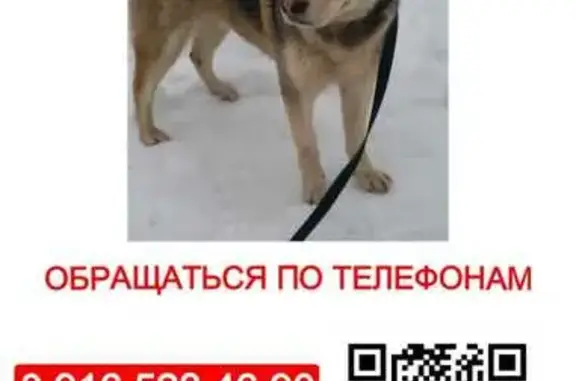 Найдена собака: Бибиревская, Мск