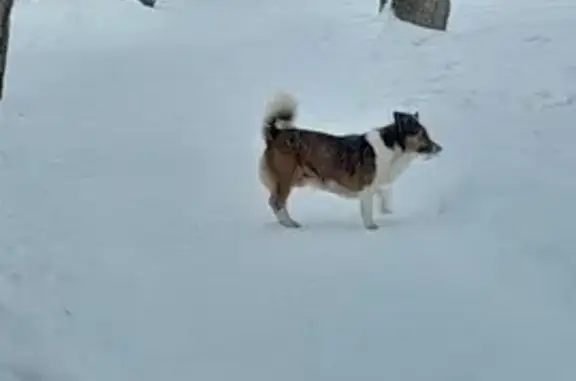 Найдена собака в парке Салют, Лодочная