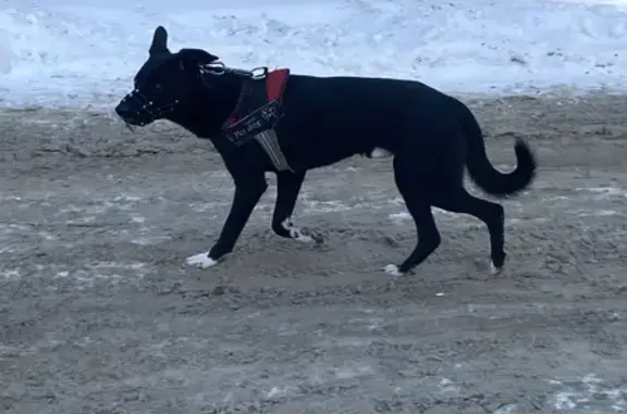 Найдена собака: Новосибирская 32, Барнаул