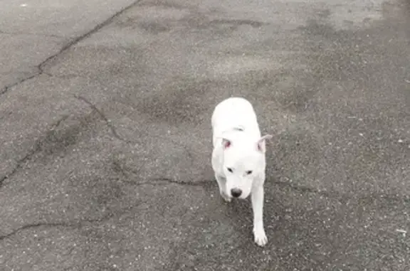 Найдена белая собака: Спортивная ул.
