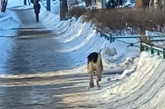 Пожилая собака найдена: Ленинградская, 83