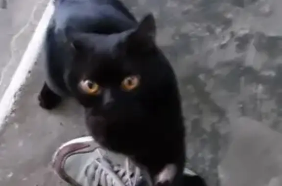 Найдена кошка, ул. Чехова, 41, Ревда