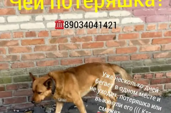 Найдена собака, Большая Садовая, Ростов