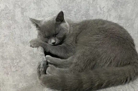 Пропала кошка: Менжинского, 9А