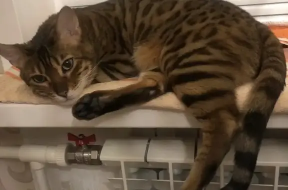 Кошки потеряшки, Липецк, фото: Потеряшка кошка: ул. Космонавтов, 36/2