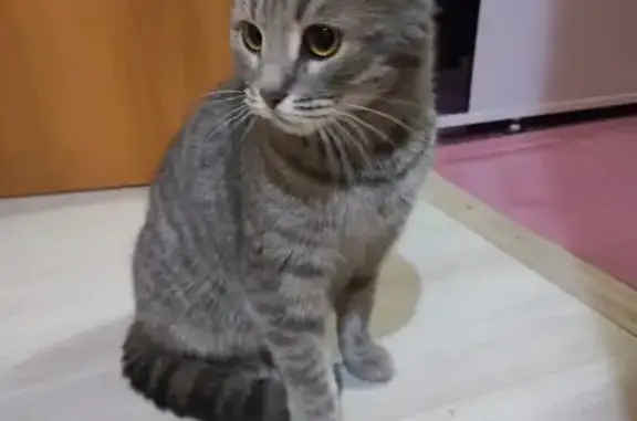 Найдена кошка: Братьев Касимовых, 40