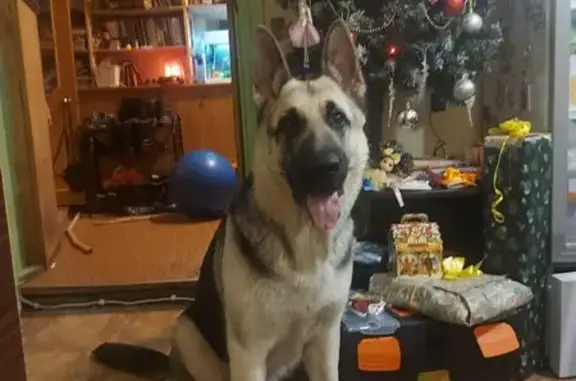 Собаки потеряшки, Тамбов, фото: Потеряшка собака: Карла Маркса, 2, Тамбов