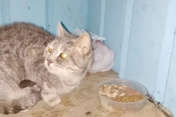 Найдена кошка, Солнечная ул., Челябинск