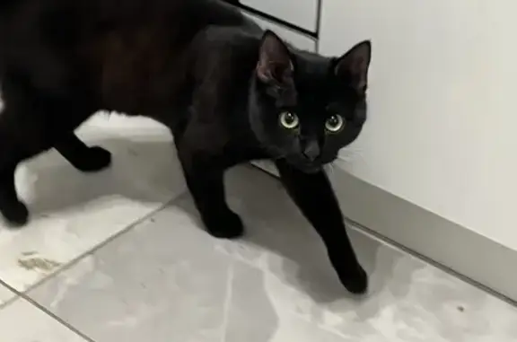 Черный кот найден: Московское ш., 129