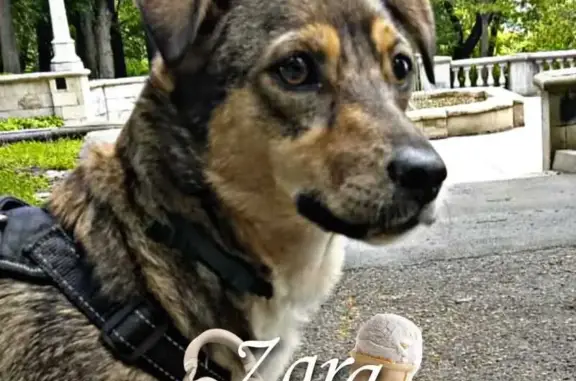 Пропала собака: Голенева, 46, Ставрополь