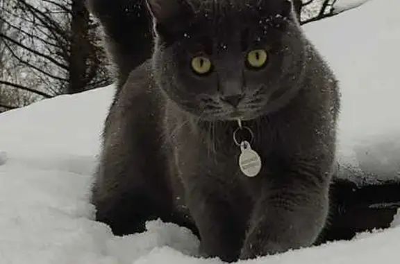 Пропал голубой кот с коротким хвостом на квартале 67 в Марушкинском поселении.