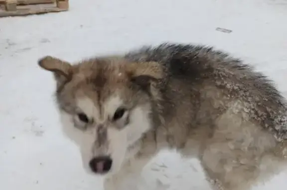 Найдена собака: ул. Гагарина, Первоуральск