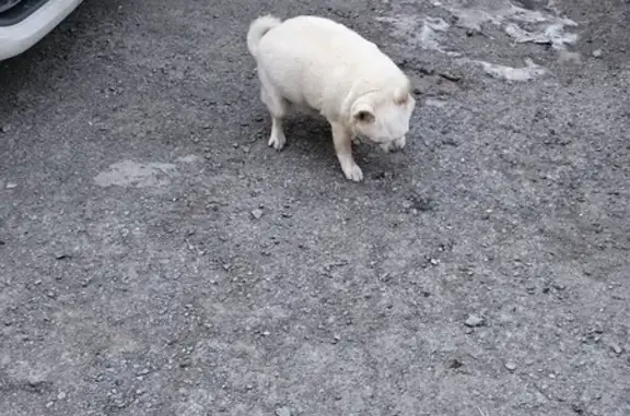 Найдена собака на ул. Фокина, 20