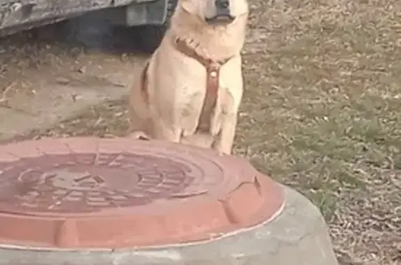 Найдена собака в Светлограде, СК
