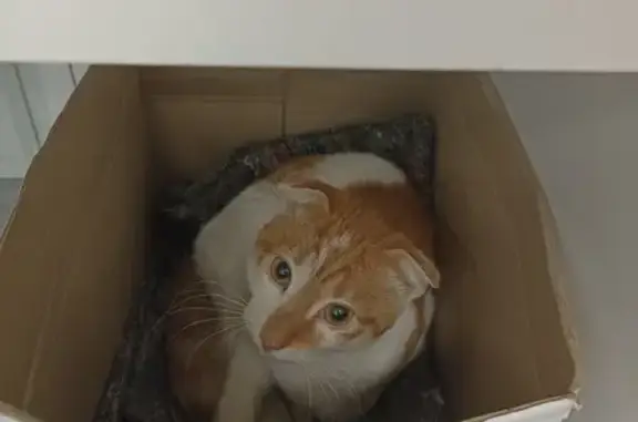 Найден рыжий кот: Героев Сталинграда, 8