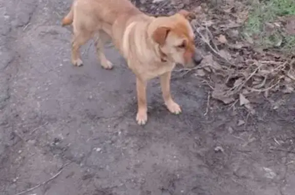 Пропала собака: Красноармейская, 19