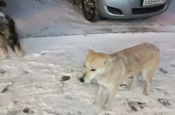 Найдены собаки у ДК Лобкова, Омск